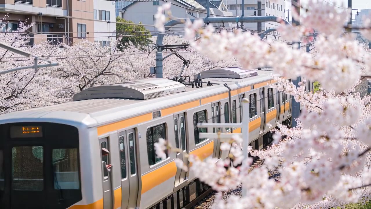 近づいてくる黄色の帯が入った銀色の通勤電車が線路を走り、パンタグラフが桜の花を通り過ぎる。