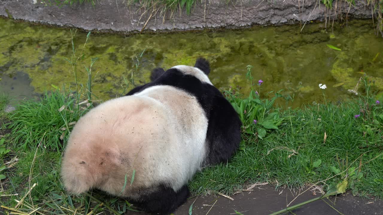 el oso panda se inclina para beber agua estancada y contaminada como única opción.