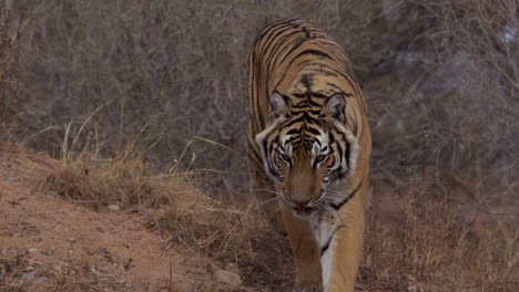 tiger walking out from behind dirt hill - paning medium shot