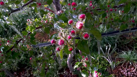 flores de manzana cubiertas de hielo después del riego nocturno de protección contra heladas