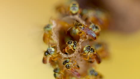 primer plano de la colmena de abejas jatai, macro