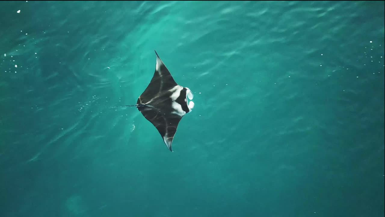 excelente toma aérea de una mantarraya nadando en indonesia