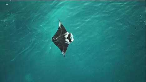 Excelente-Toma-Aérea-De-Una-Mantarraya-Nadando-En-Indonesia