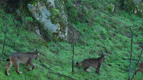 iberian lynx mom with two cubs walks across a hillside slo mo