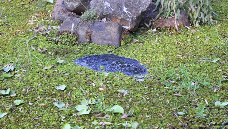 salvinia molesta covering pond at botanic gardens