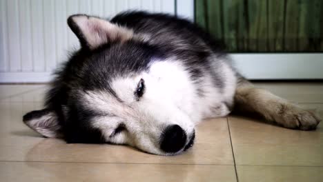 siberian husky lying down near the door