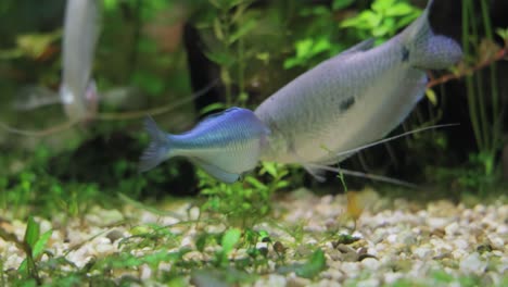 el pez arco iris del lago kutubu (melanotaenia lacustris) es una especie de pez de la familia melanotaeniidae.
