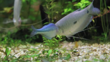 lake kutubu rainbowfish (melanotaenia lacustris) is a species of fish in the family melanotaeniidae.