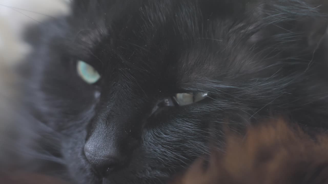 primer plano de la cara de gato negro