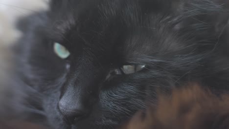 Primer-Plano-De-La-Cara-De-Gato-Negro