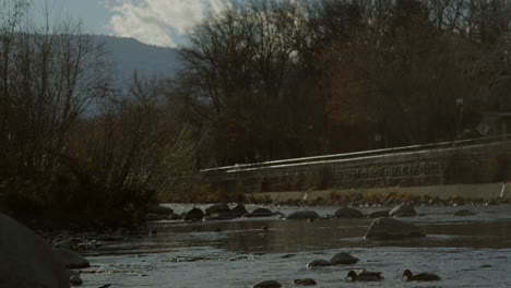 ducks in the truckee river in reno at sunset