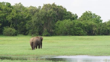 Wide-view-of-huge-elephant-crossing-shallow-river-and-splashing-water-while-cooling-down-in-the-wild-in-Sri-Lanka