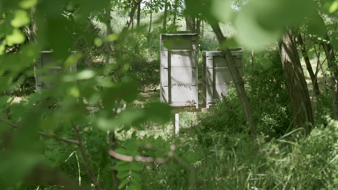 Beehives in sunlit forest glade viewed through foliage