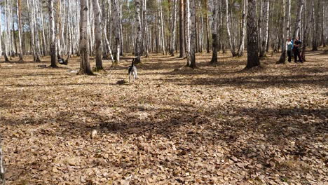 dog running in a forest park with people