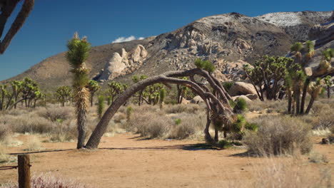 the landscape of joshua tree national park on a sunny day