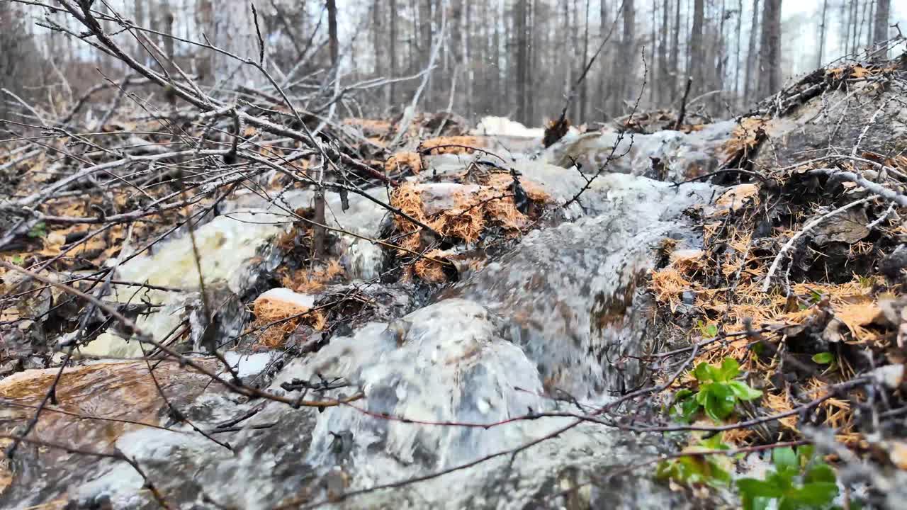 un arroyo de manantial que fluye por la ladera del bosque, creando una cascada