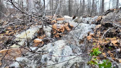 spring creek flowing down the forest slope, creating a waterfall