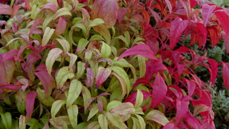 nandina fire power in a winter garden on a frosty day static cu