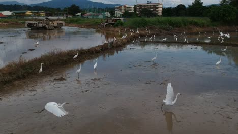 Paddy-field-with-many-egrets-looking-for-insect-while-machinery-doing-ploughing-on-the-field