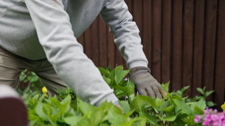 Senior man gardening in his garden