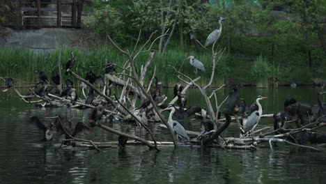 Grouping-gray-herons-standing-on-some-logs-with-other-birds