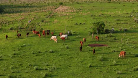 Ruhige-Szene-Mit-Gemächlich-Grasenden-Kühen-Auf-Einem-Wunderschönen-Feld,-Umgeben-Von-üppigem-Grün