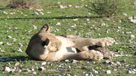 lioness playing with tortoise in africa