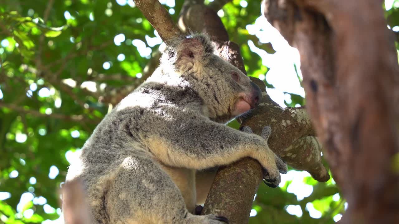 primer plano capturando un koala somnoliento, phascolarctos cinereus en la parte superior del árbol, moviéndose lentamente a su posición de dormir y listo para tomar una siesta en su hábitat natural