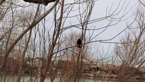 small song bird in barren tree branches slow motion