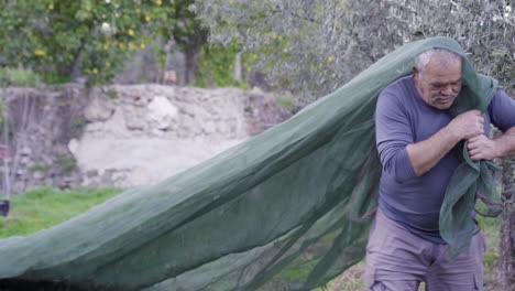 older spanish man working and harvesting olives in a field