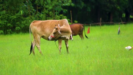 Indian-Cow-grazing-at-grass-field-alongside-cattle-egret-in-Bangladesh,-Asia