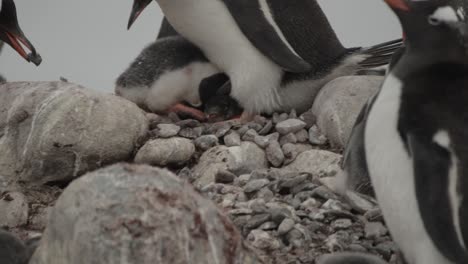 el pingüino entrega una roca robada a sus compañeros para construir un nido