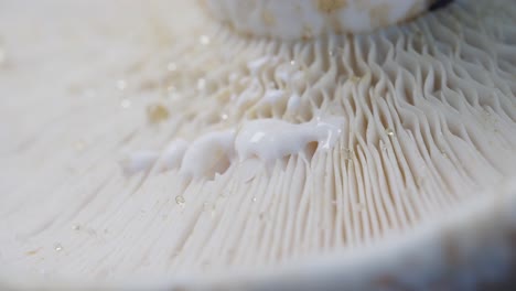 view of abstract background macro image of mushroom