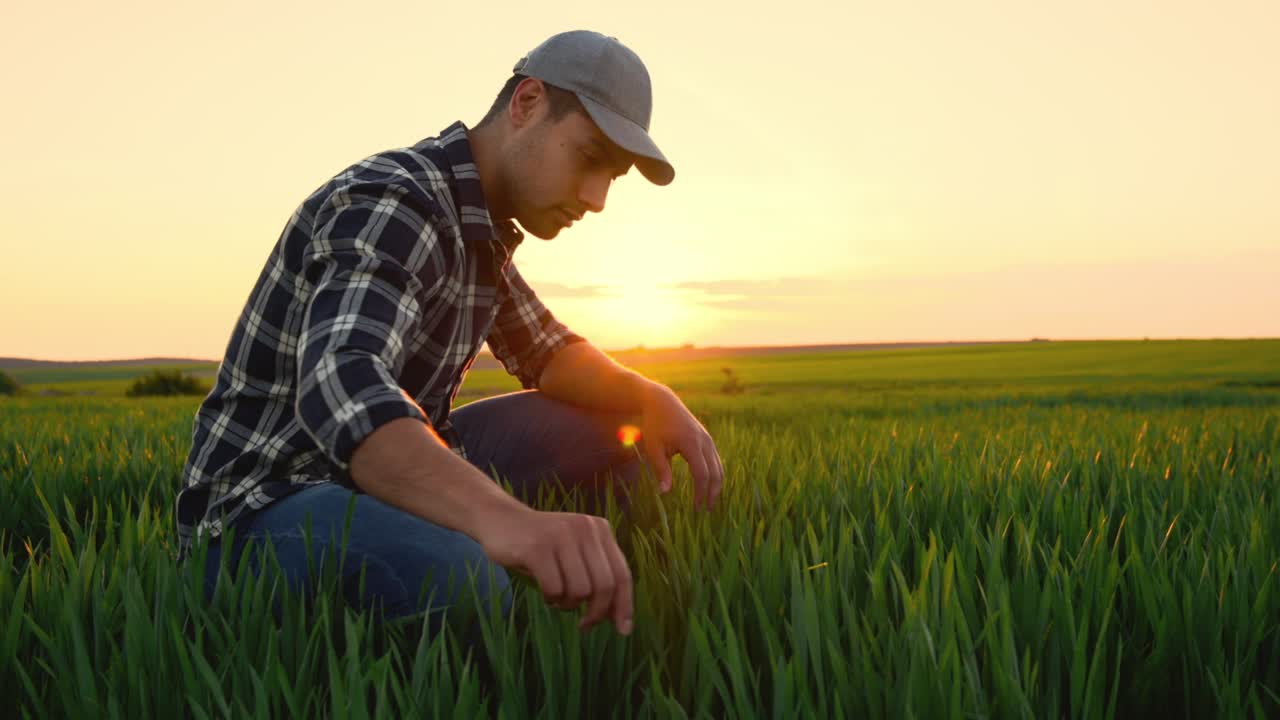 해가 지는 동안 농장에서 작물을 조사하는 젊은 농부의 초상화. 고품질 4k 영상