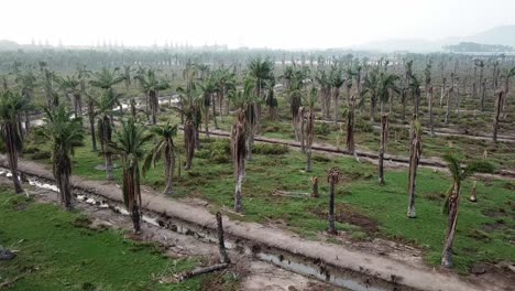 Aerial-view-dead-palm-trees-at-Penang,-Malaysia.