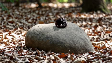 a curled millipede rests on a rock in a forest
