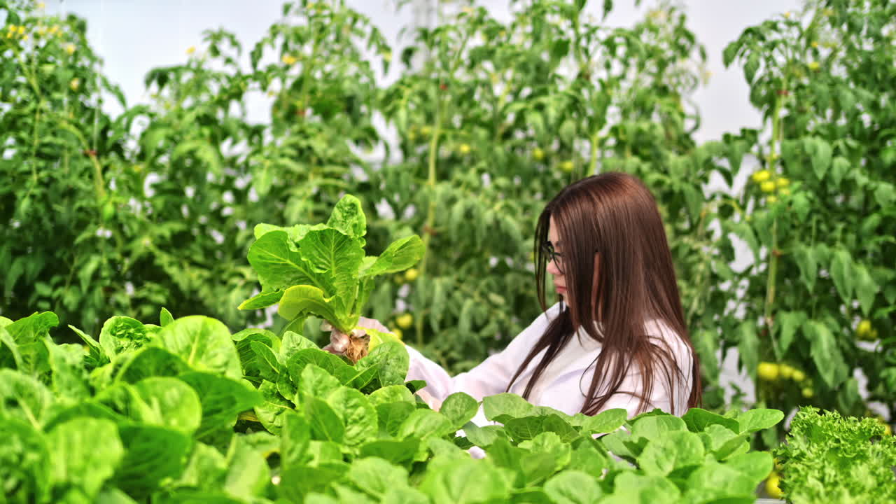 Laboratory technician in a white coat, analysing lettuce grown with the Hydroponic method in a greenhouse