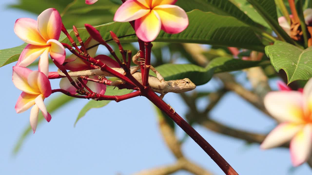el lagarto atraviesa vibrantes flores de plumeria a la luz del sol.
