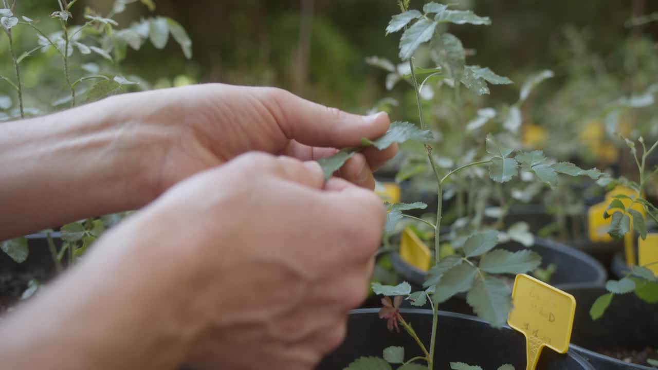 las manos del jardinero atendiendo a las plantas jóvenes en ollas en un invernadero
