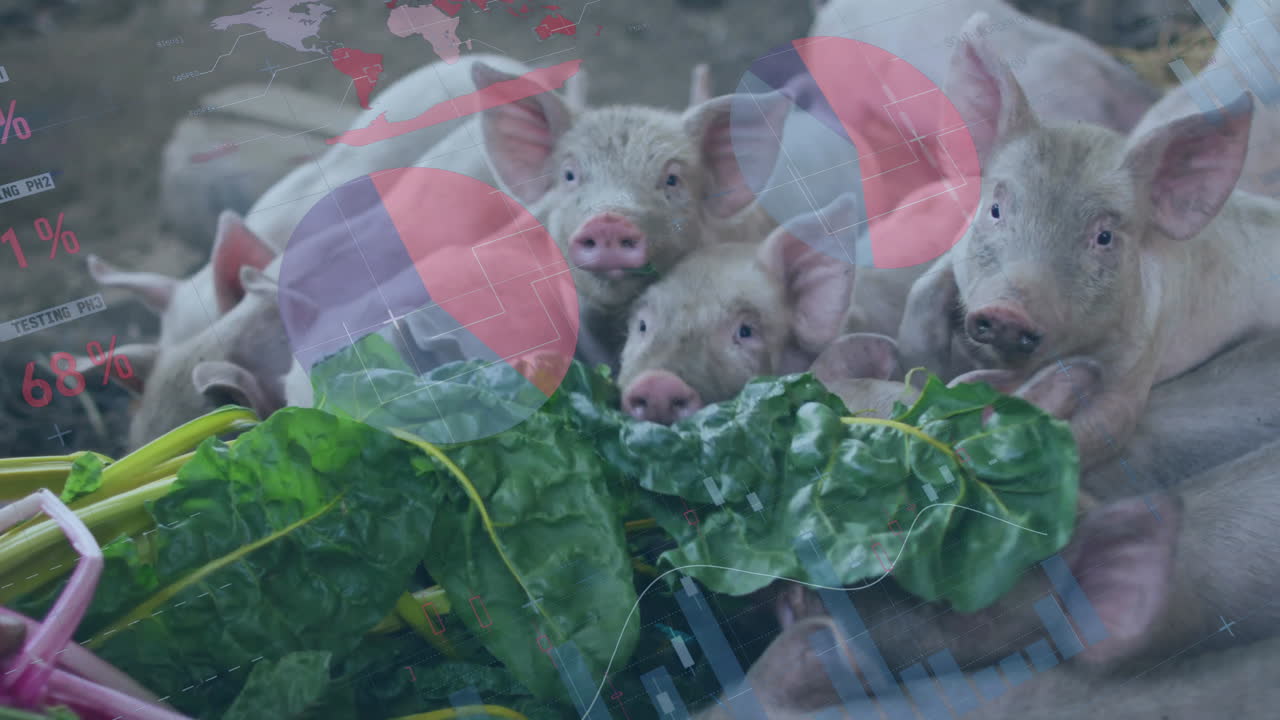 Piglets nibbling leafy vegetables while digital world map and charts floating above in flat design