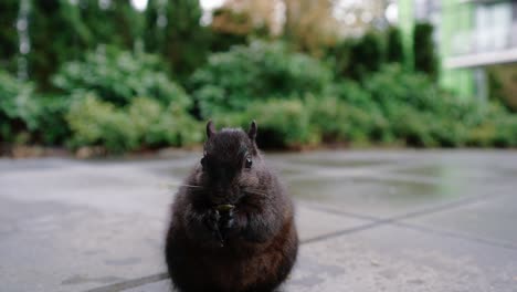 Niedliches-Eichhörnchen,-Das-Nüsse-Auf-Dem-Boden-Im-Hinterhof-Frisst