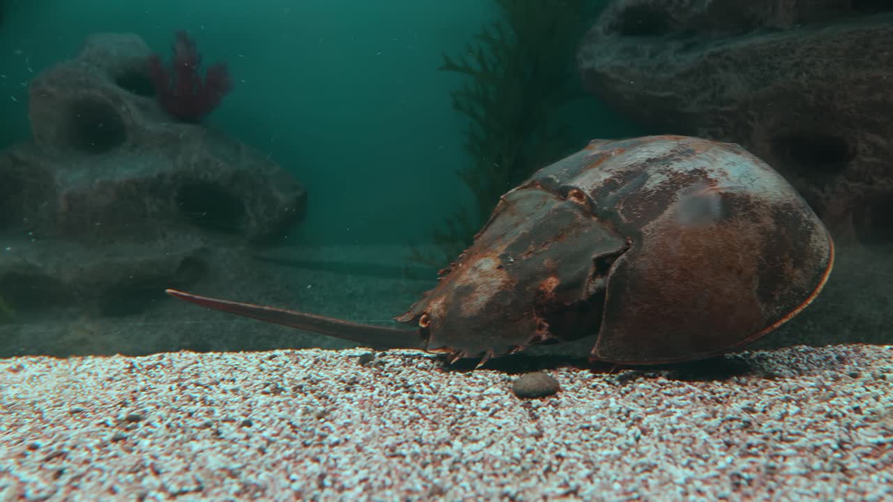 el cangrejo herradura atlántico (limulus polyphemus), también conocido como cangreje herradura americano, es una especie de crab herradura, una especie de artrópodo chelicerado marino y salobre.