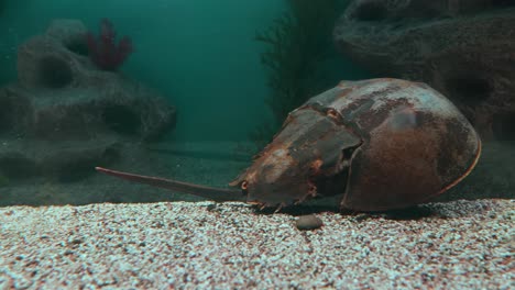 el cangrejo herradura atlántico (limulus polyphemus), también conocido como cangreje herradura americano, es una especie de crab herradura, una especie de artrópodo chelicerado marino y salobre.