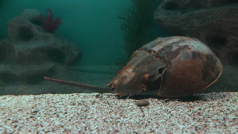 atlantic horseshoe crab (limulus polyphemus), also known as the american horseshoe crab, is a species of horseshoe crab, a kind of marine and brackish chelicerate arthropod.