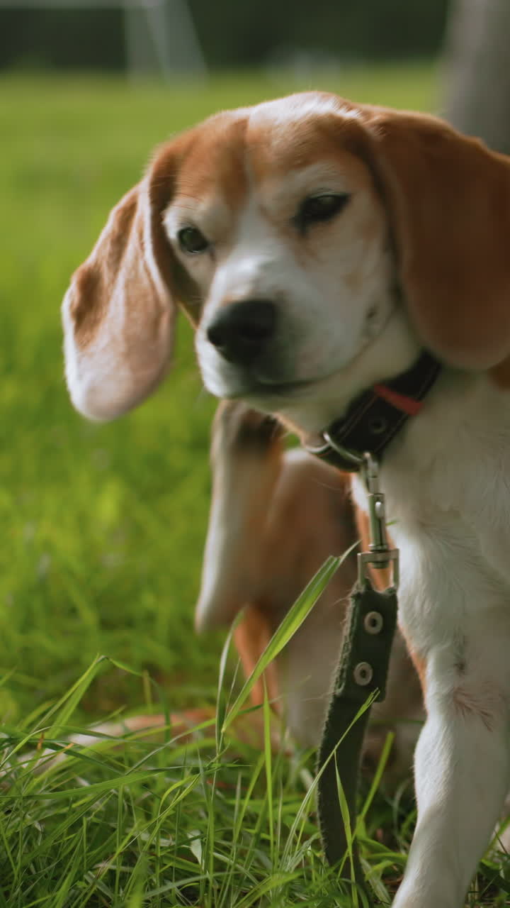 Perro beagle olfateando hierba en un parque, de pie con collar con tachuelas y correa, primer plano de la nariz y los cuartos traseros, explorando el rastro del olor bajo la sombra de un árbol con expresión concentrada y suave luz de verano