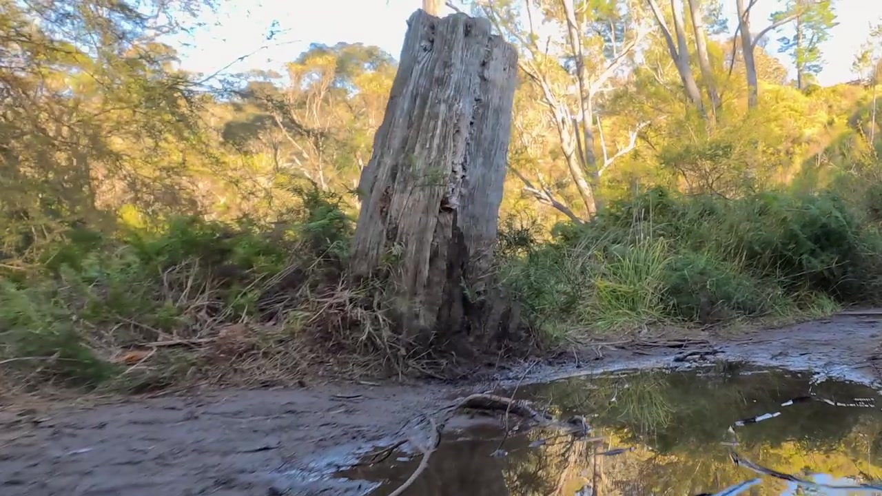 Lavvinkelsporingsbilde av en gjørmete skogssti med vannrefleksjoner i Australia