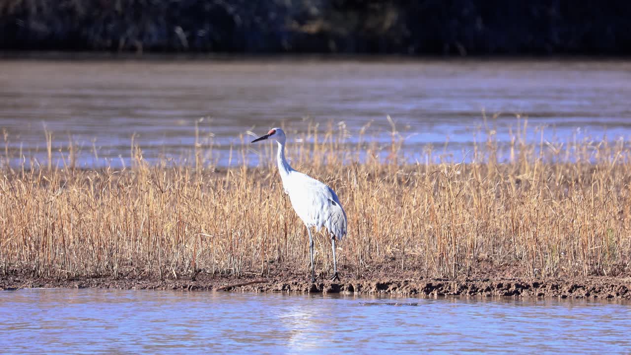 강변을 따라 먹이를 찾는 헤론