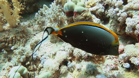 orangespine unicornfish feeding amidst variety of coral french polynesia