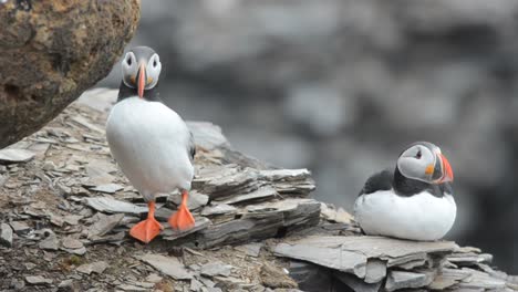 Un-Par-De-Frailecillos-Atlánticos-Durante-Un-Baile-De-Cortejo-En-Krossfjorden-En-Spitsbergen-En-El-Archipiélago-De-Svalbard,-Noruega