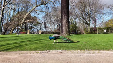 slow motion video of colorful peacock feeding